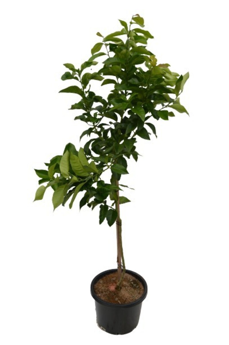 Double Graft - Emperor & Honey Murcott Mandarin 250mm Pot