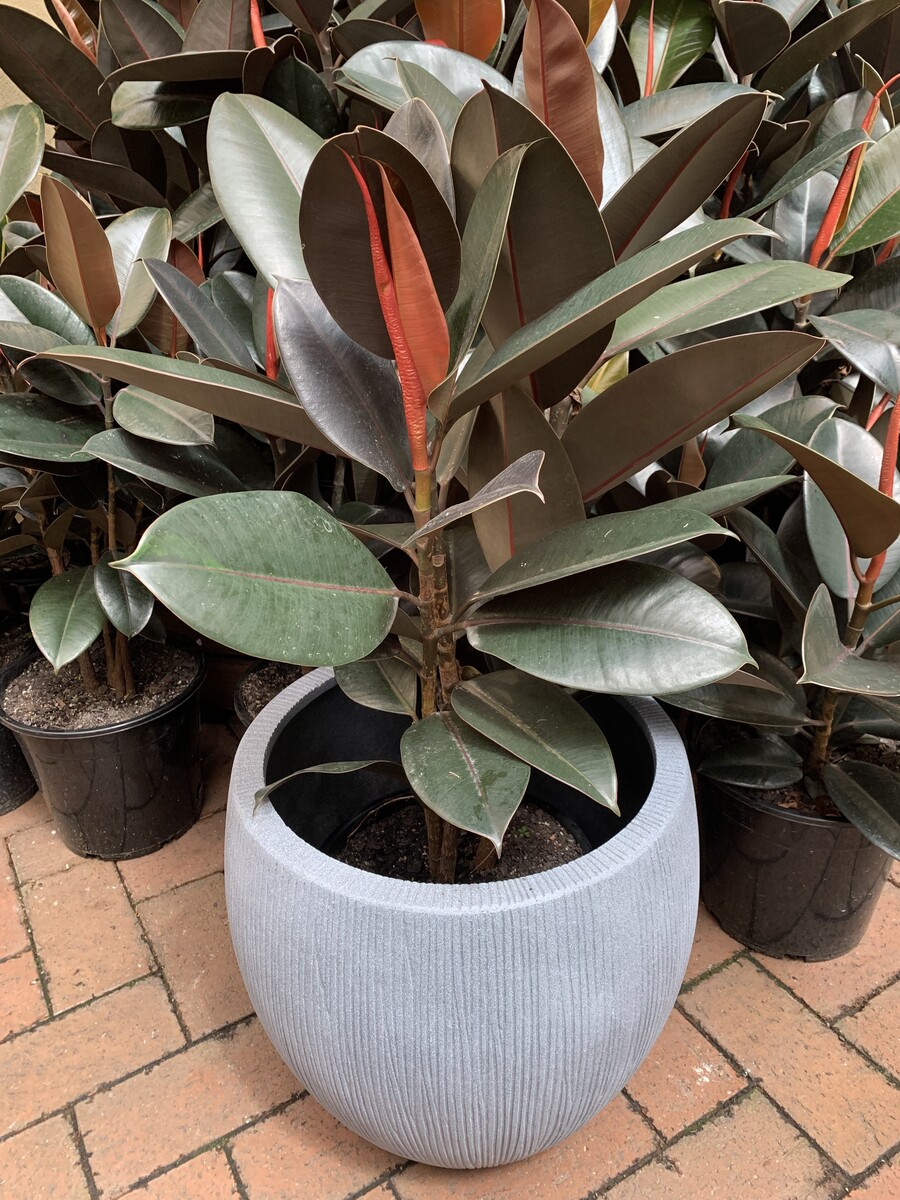 Ficus elastica - Burgundy 150mm Pot (VN)