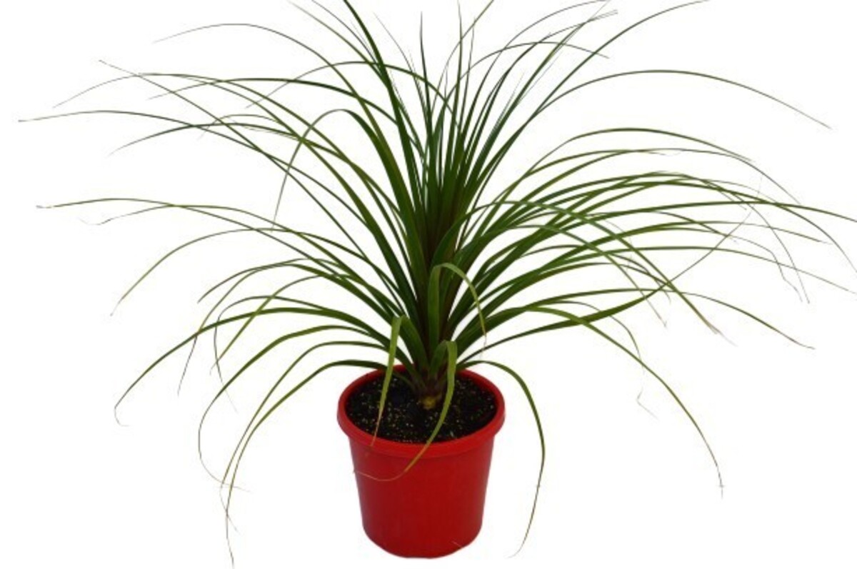 Pony Tail Palm 200mm Pot