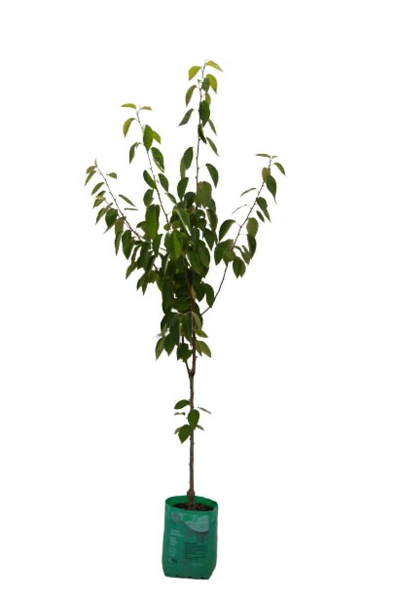 Malus - Tschononskii - 230mm Bagged