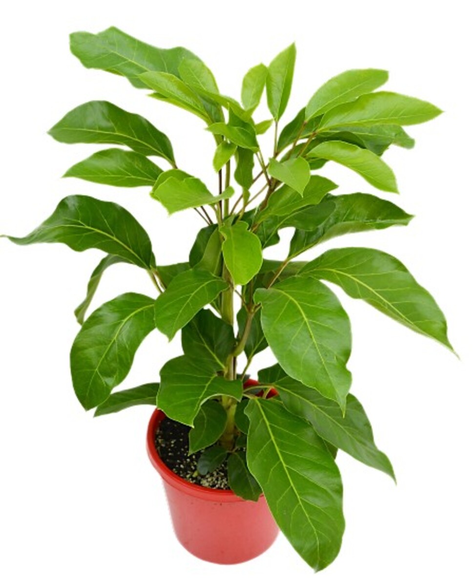 Schefflera - Apline Junior 200mm Pot (VN)