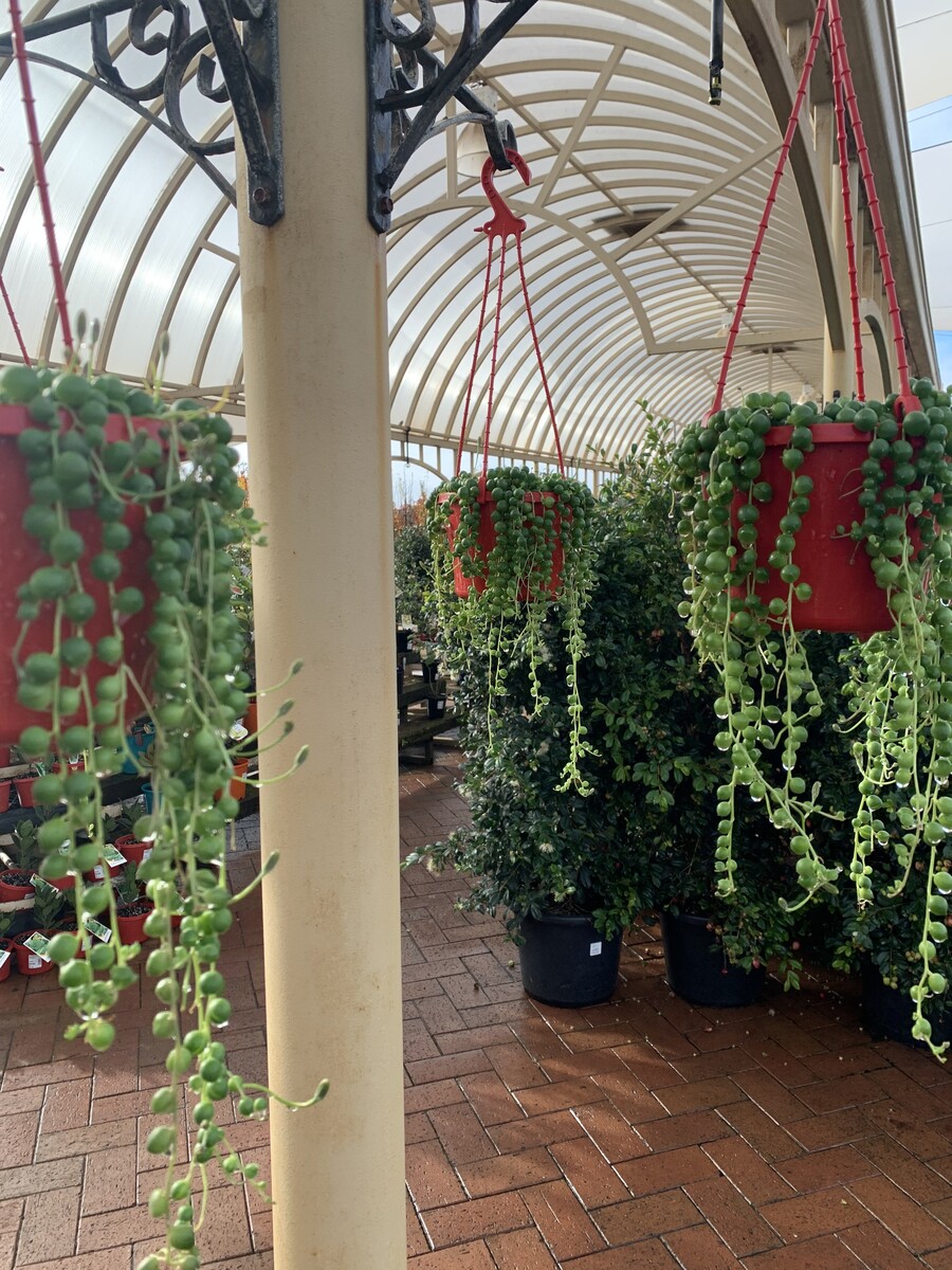 Senecio - String of Pearls 150mm Pot (VN)