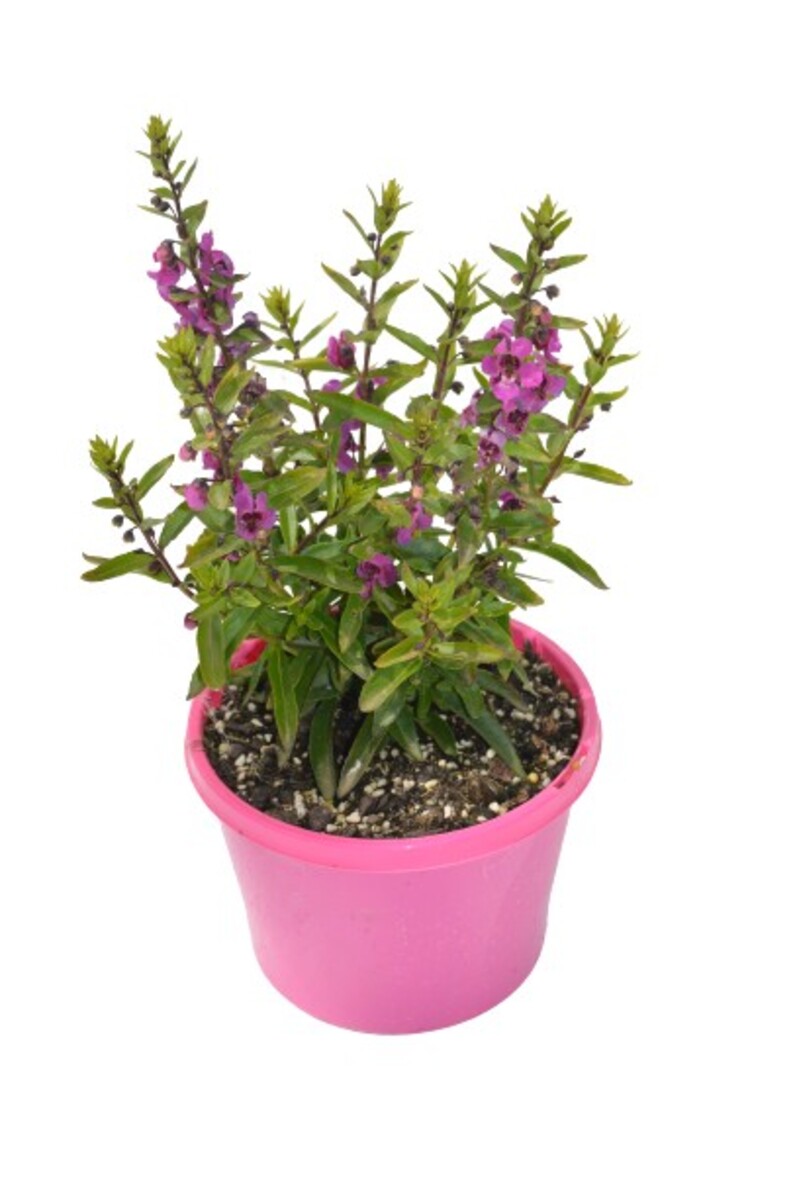 Angelonia - Archangel Raspberry 150mm Pot (VN)