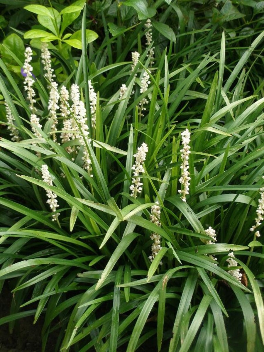 Liriope muscari - Monroe White 150mm Pot (VN)