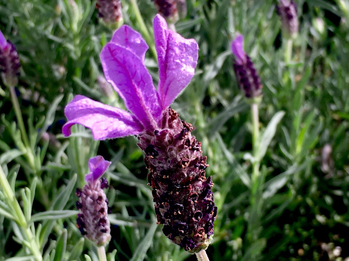 Lavender - Avonview 150mm Pot (VN)
