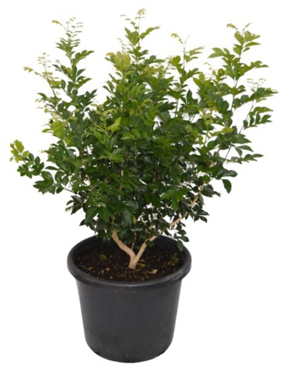 Murraya - Orange Jasmine 300mm Pot