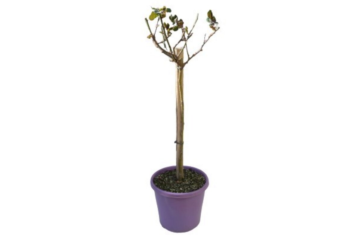Rose 2ft Patio - Bonica 250mm Pot (VN)