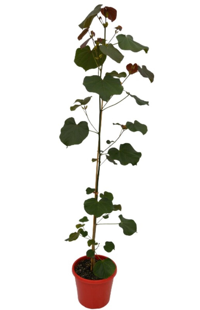 Tiliaceus Rubra - Cotton Wood Native Hibiscus 200mm Pot (VN)