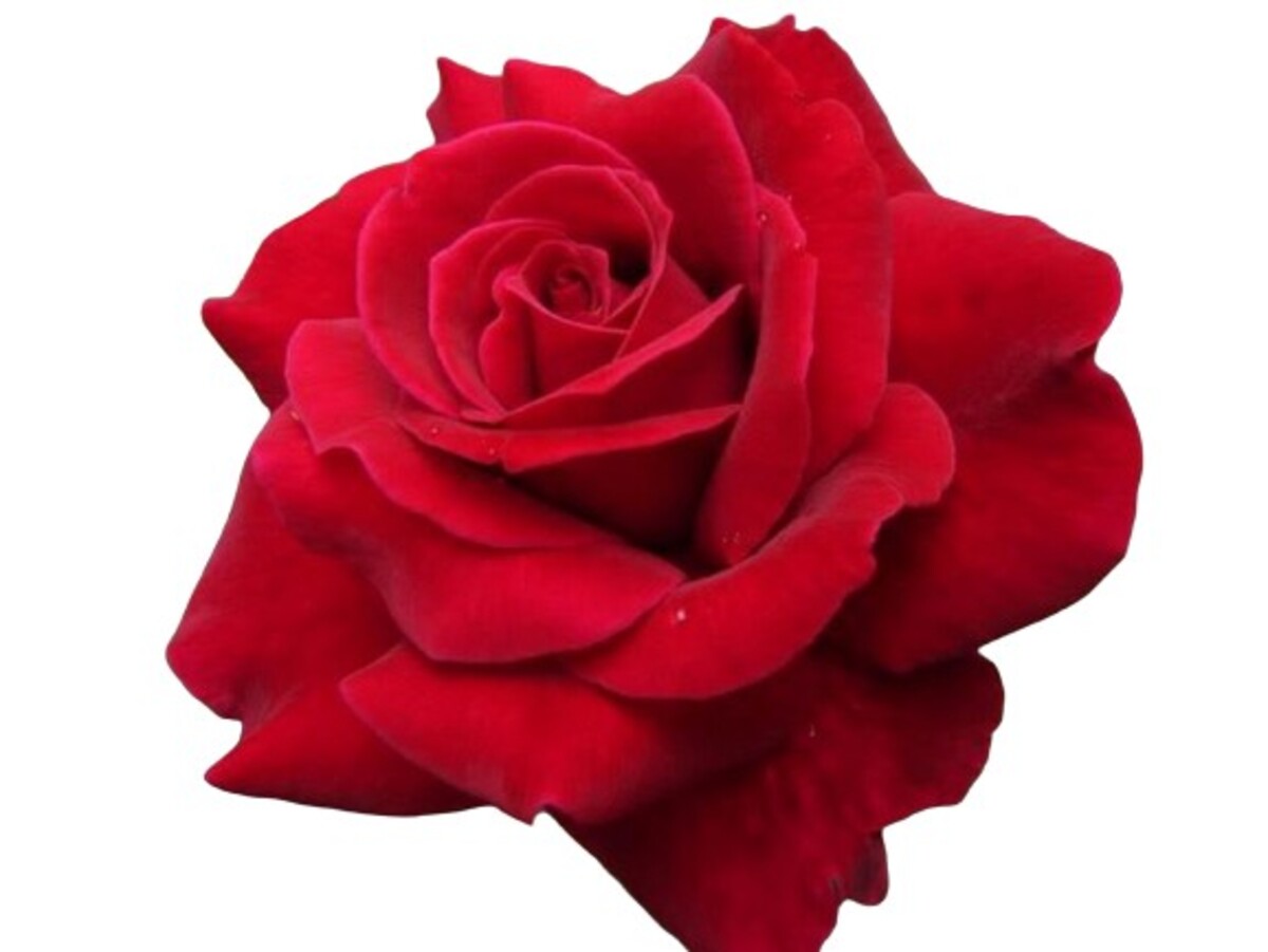 Rose 2ft Patio - Mister Lincoln 250mm Pot (VN)