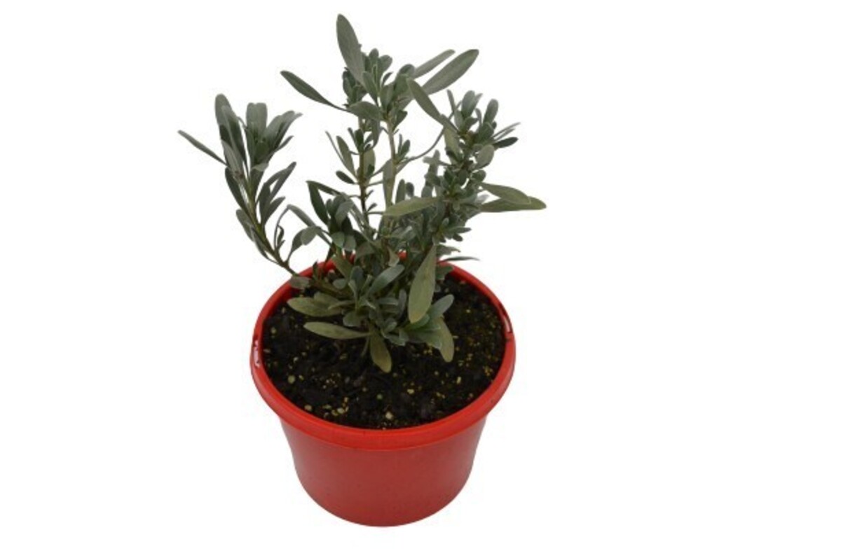 Convolvulus - New Blue Moon 140mm Pot