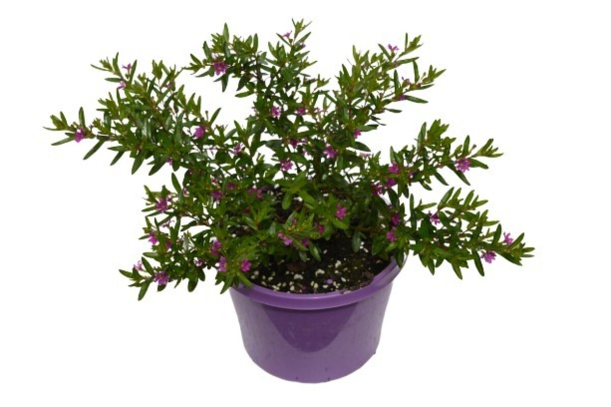 Cuphea - Mexicana Heather 150mm Pot (VN)