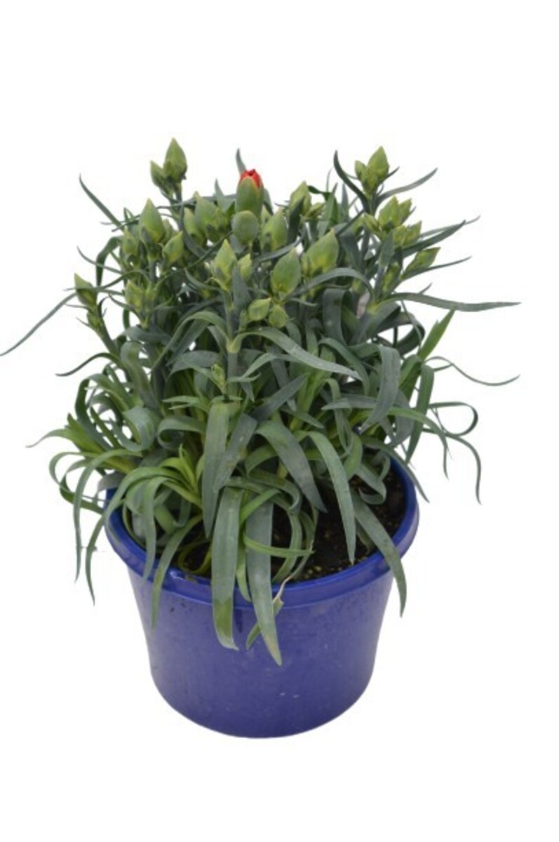 Carnation - Sunflor Megan 150mm Pot (VN)