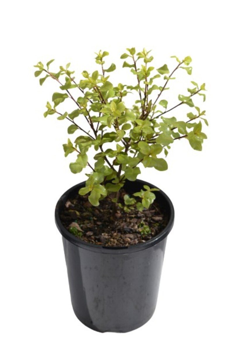 Pittosporum - Screen Master 140mm Pot