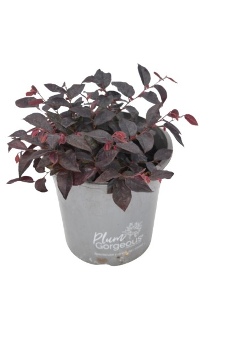 Loropetalum - Plum Gorgeous 180mm pot