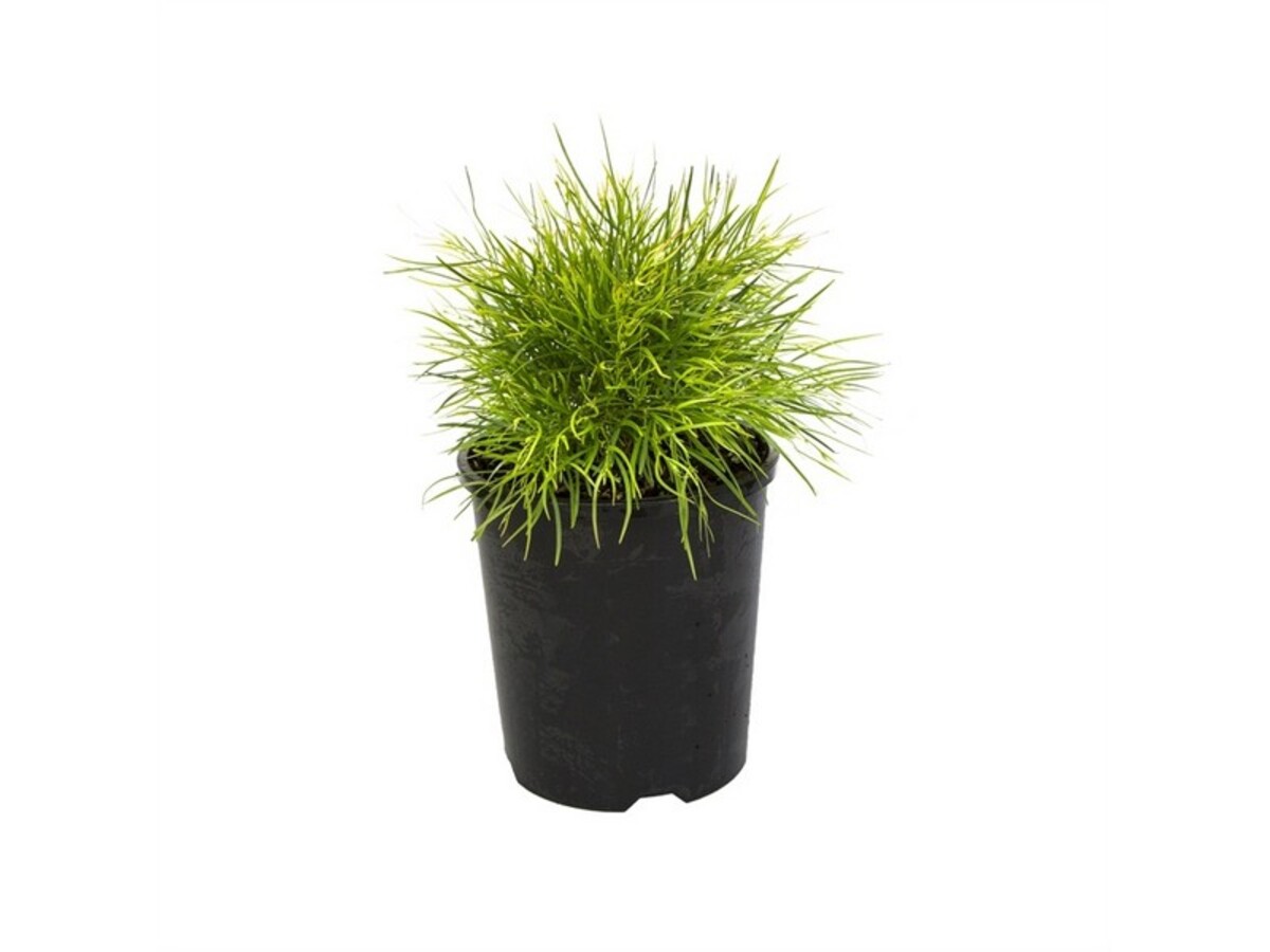 Acacia - Limelight 140mm Pot