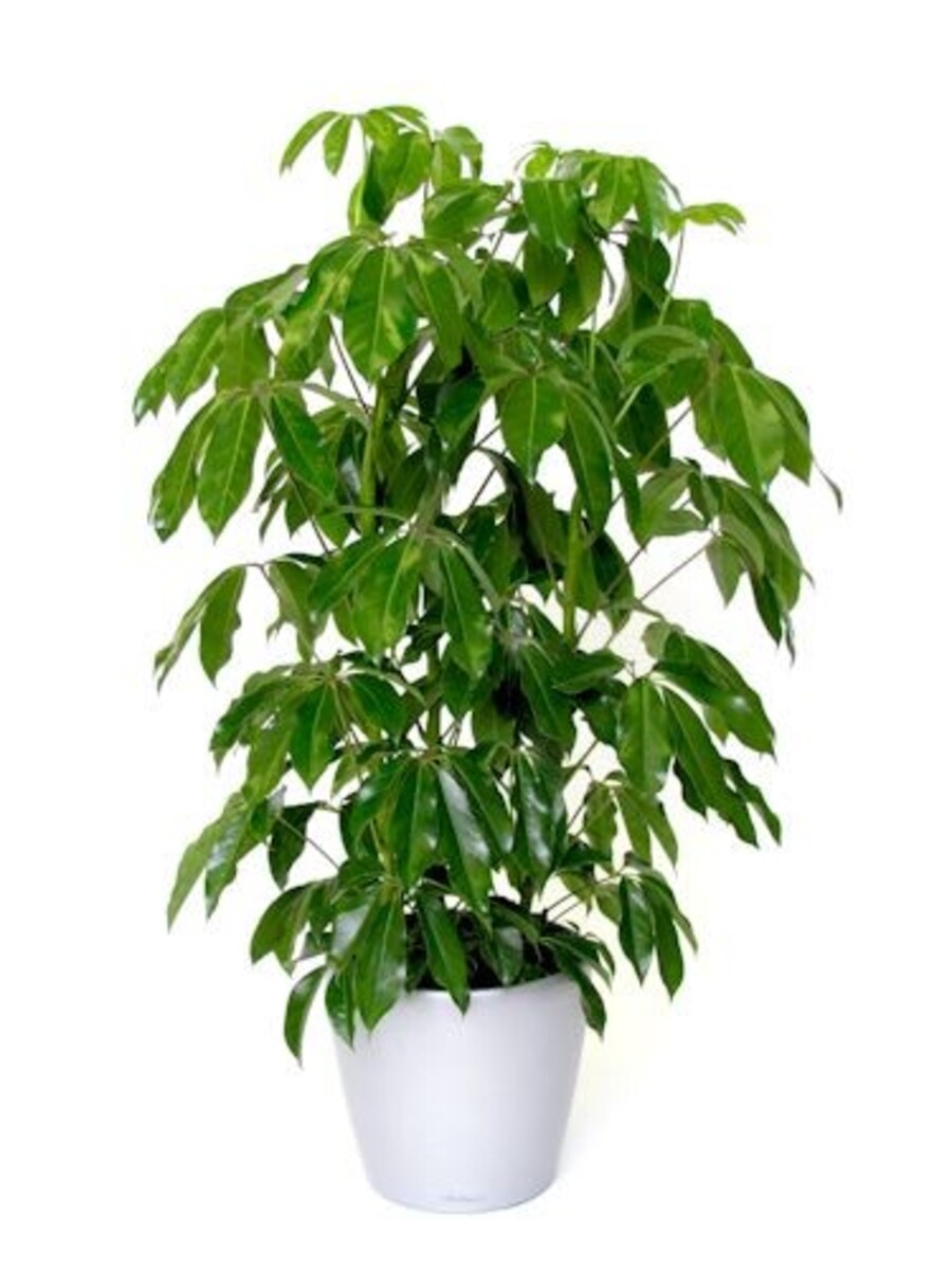 Schefflera - Umbrella Tree 200mm Pot (VN)