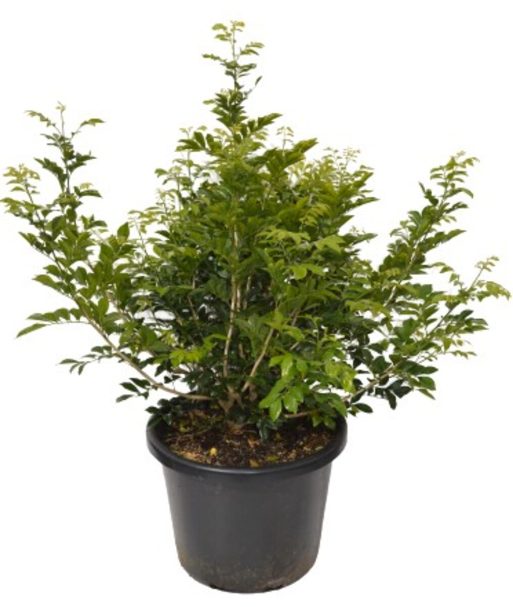 Murraya - Orange Jasmine 400mm Pot