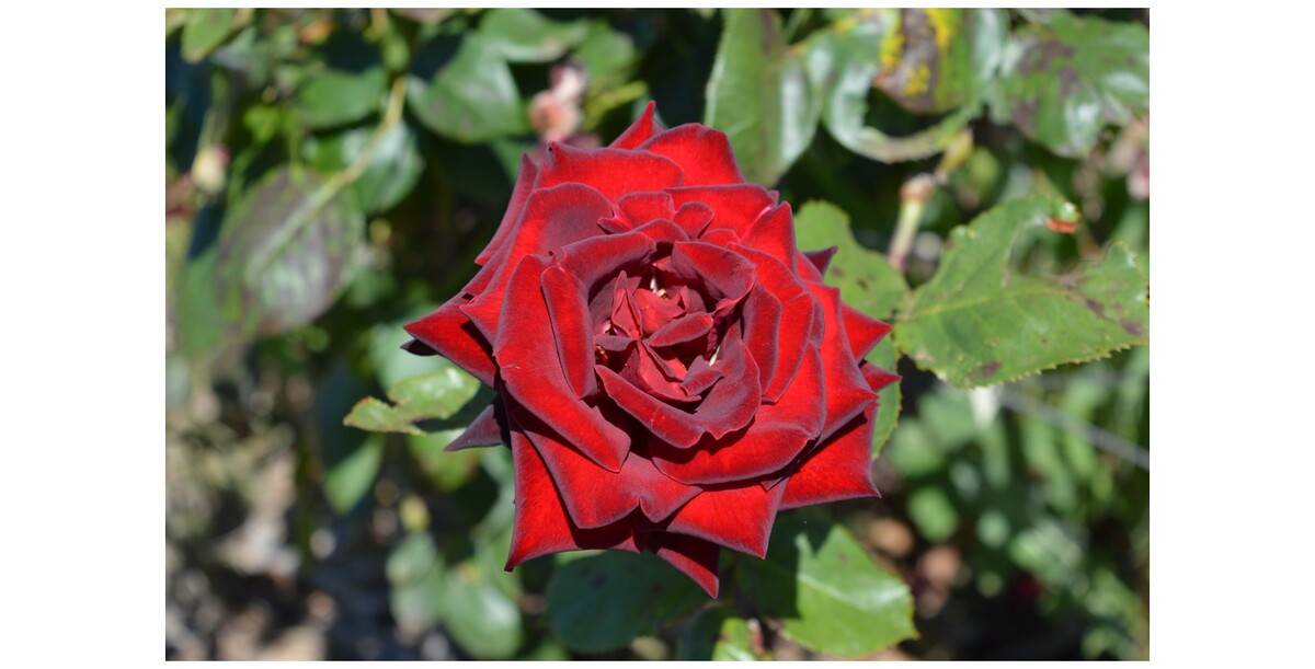 Rose 2ft Patio - Black Beauty 250mm Pot (VN)