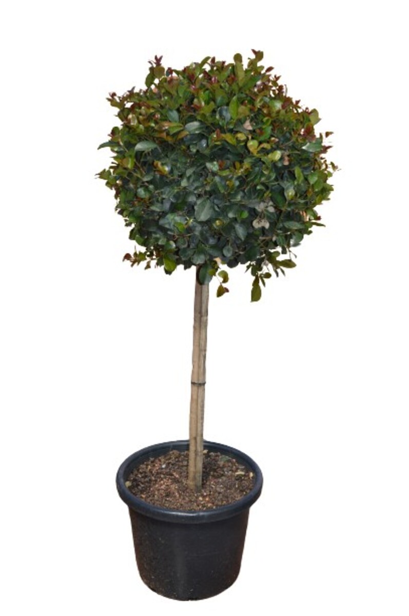 Syzygium - Big Red Standard 250mm Pot
