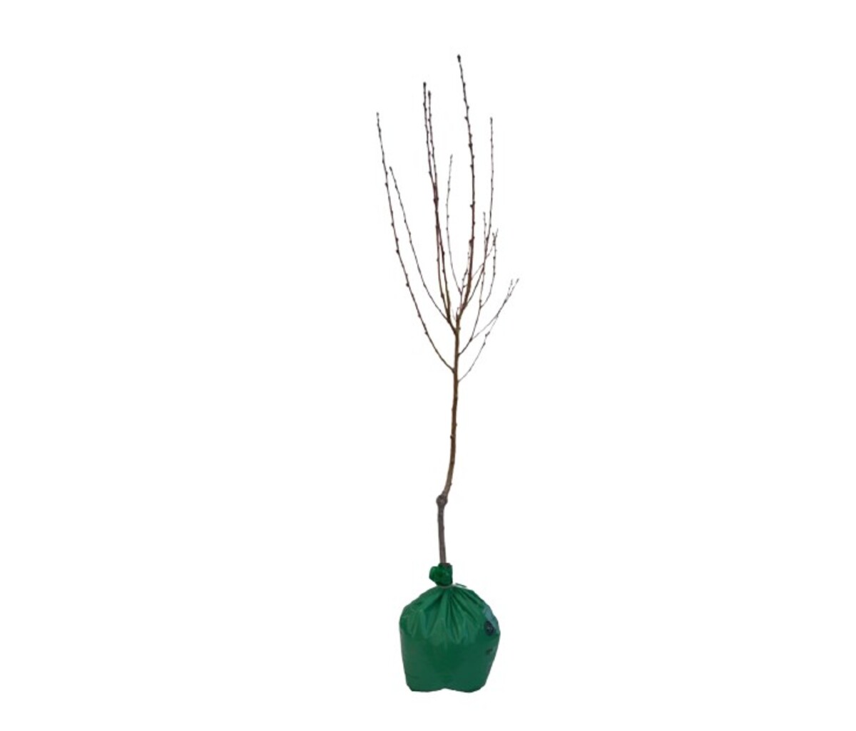 Malus - Wychwood Ruby - Wrapped Bag