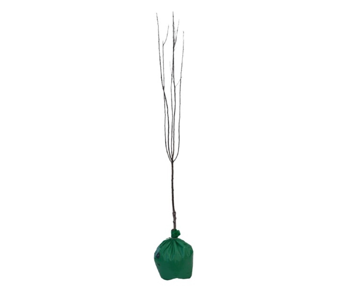 Apple - Golden Delicous - Wrapped Bag