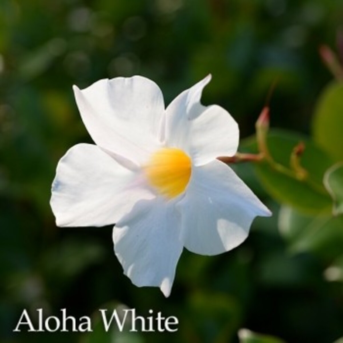 Mandevilla - Aloha White 150mm Pot (VN)
