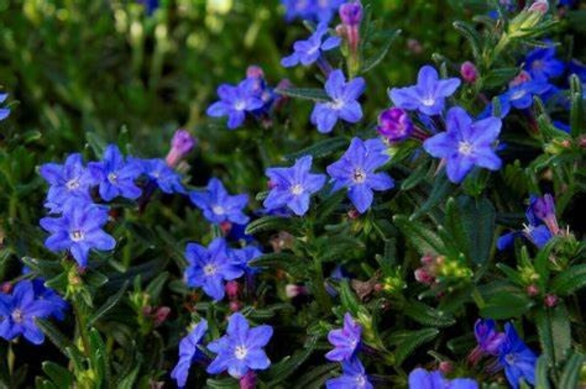 Lithodora - Grace Ward 150mm Pot (VN)