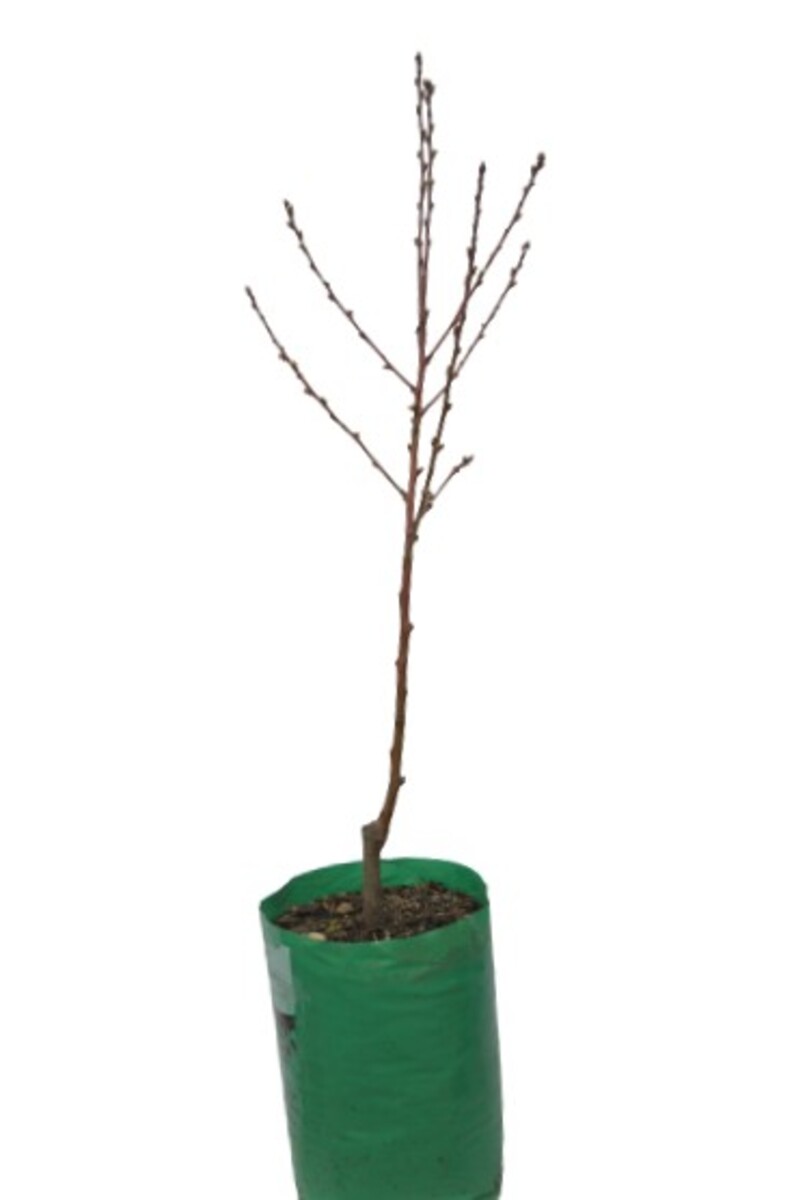 Prunus Nigra - Flowering Plum 230mm Bagged