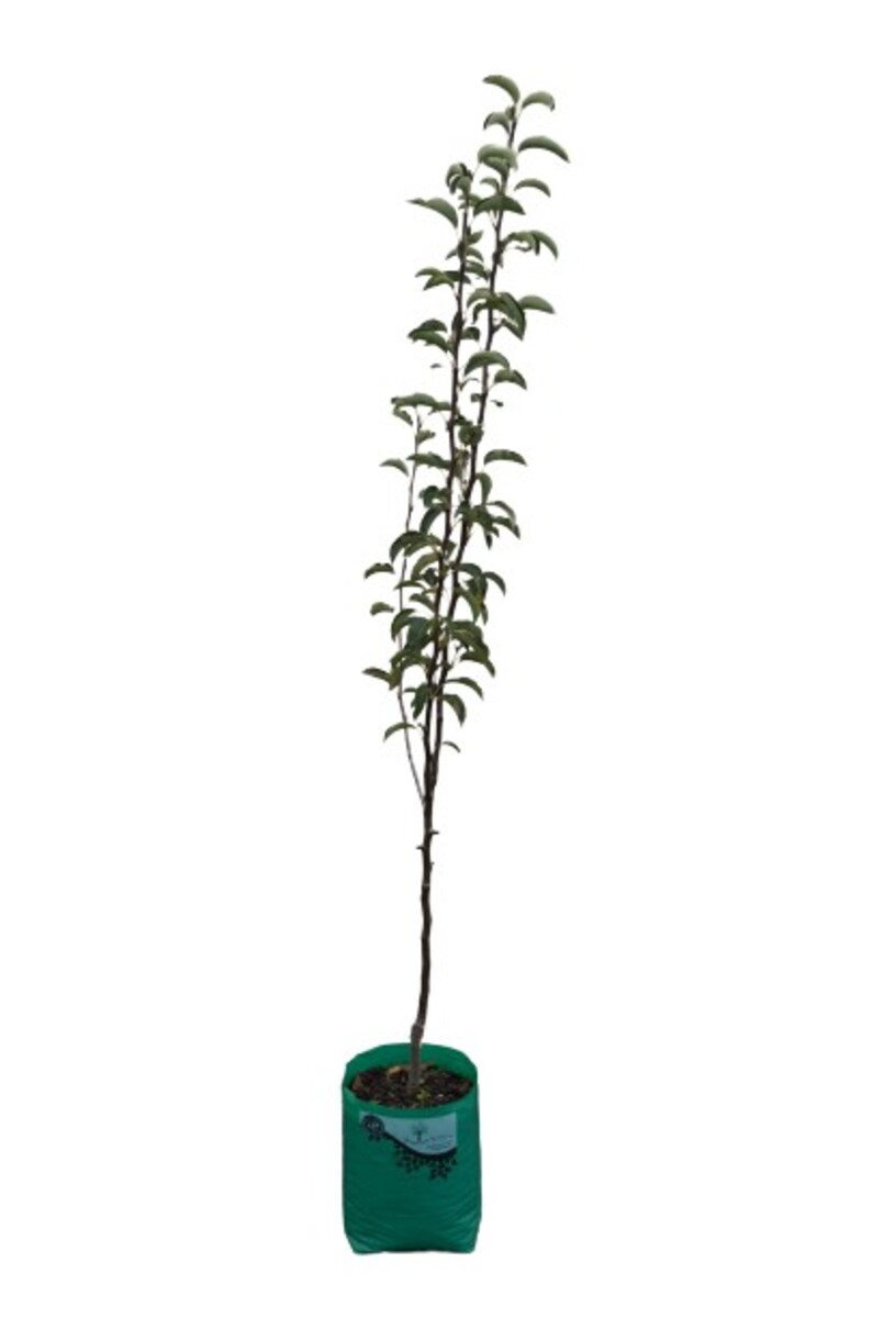 Pear - Sensation - 230mm Bagged*
