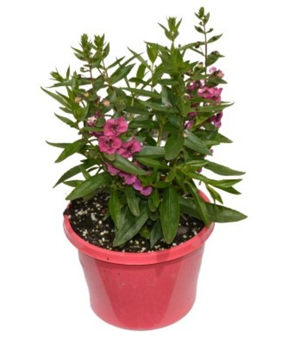 Angelonia - Archangel Dark Rose 150mm Pot (VN)