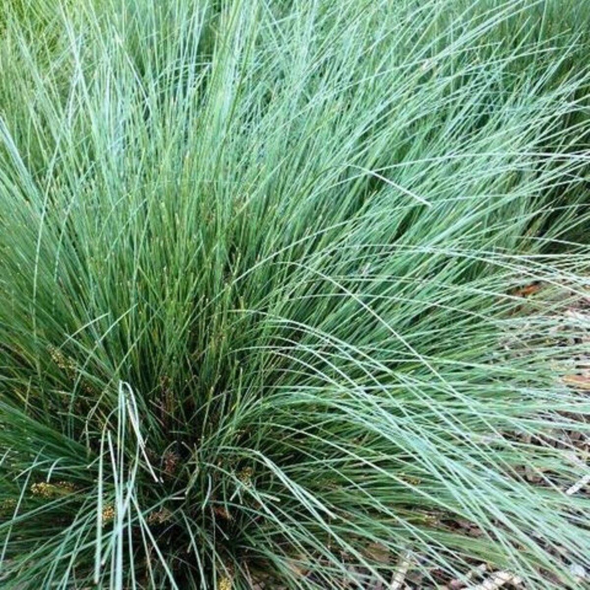 Lomandra - Trojan 150mm Pot (VN)