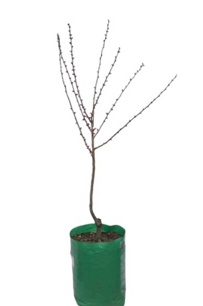 Prunus Blireana - Flowering Plum 230mm Bagged