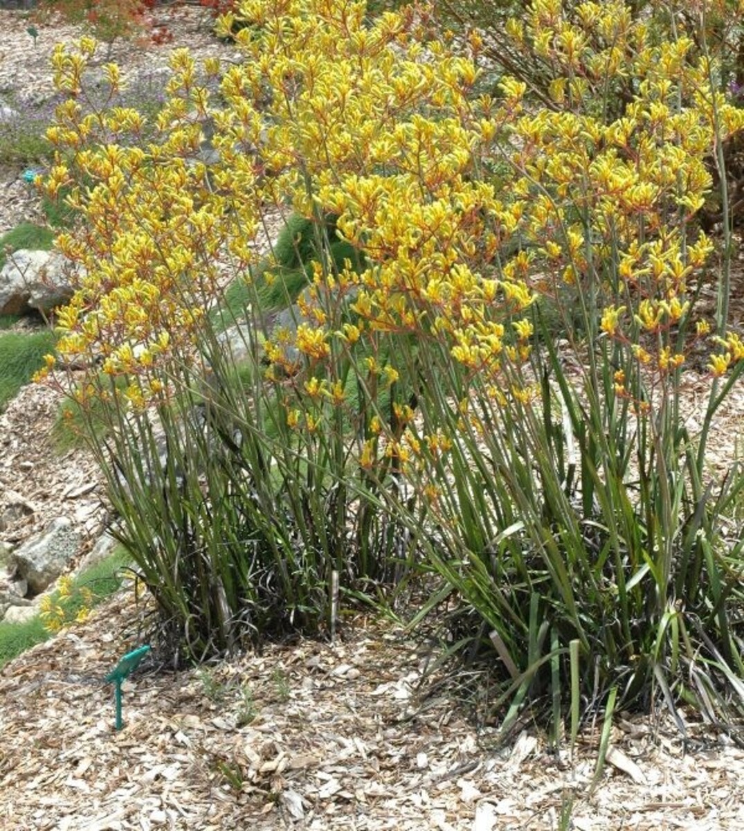 Anigozanthos Landscape Gold - Kangaroo Paw 200mm Pot (VN)