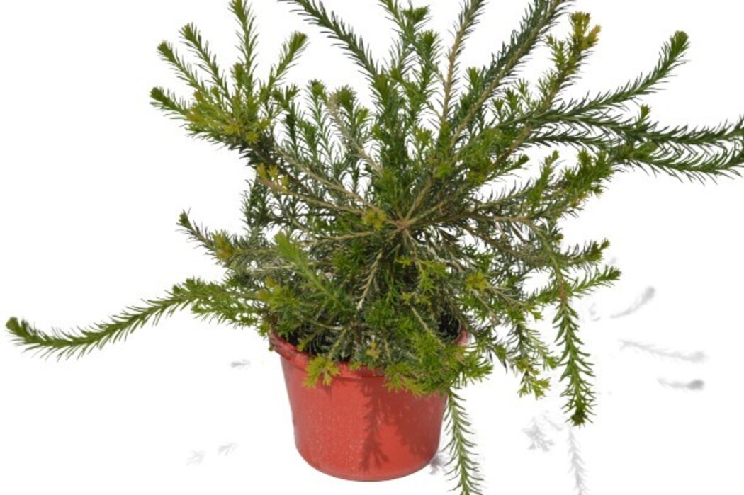 Banksia - Heath Banksia 150mm Pot (VN)
