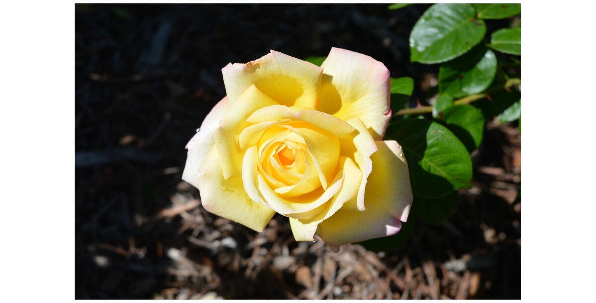 Rose 2ft Patio - Peace 250mm Pot (VN)