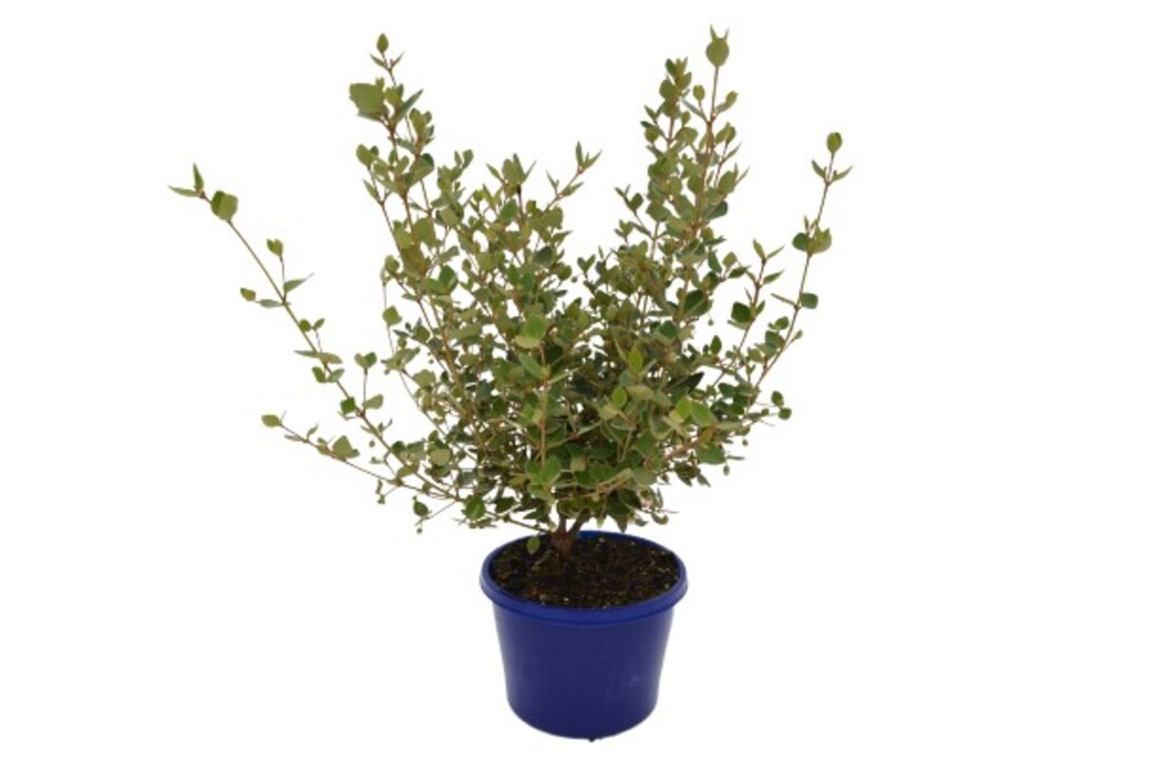 Correa - Orange Glow 150mm Pot (VN)
