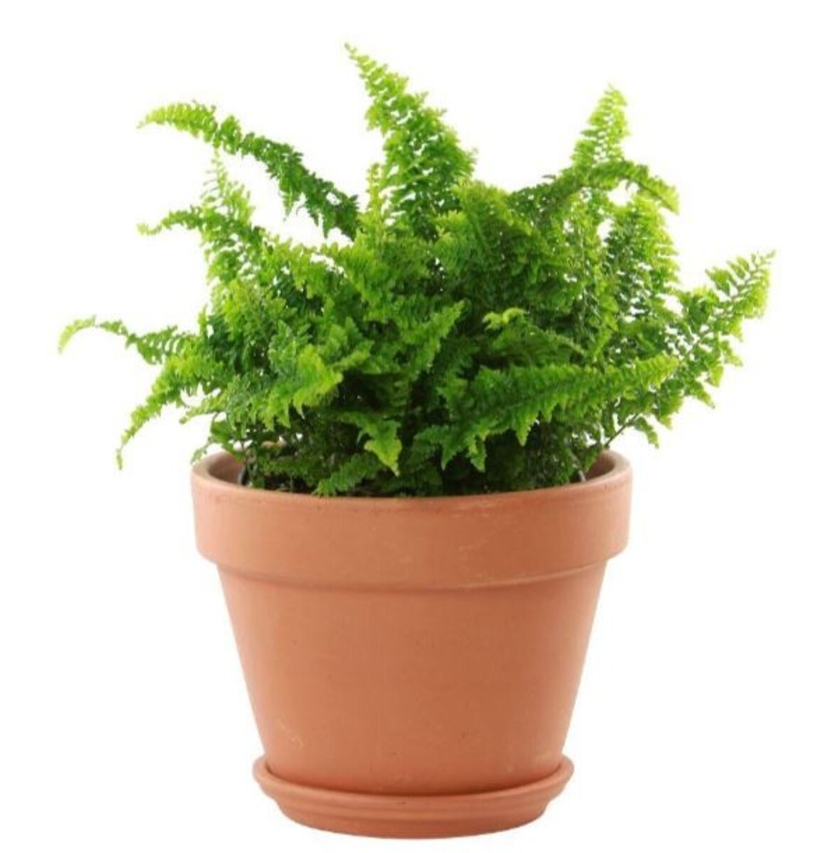 NC Plain Terracotta Garden Pot - 23cm