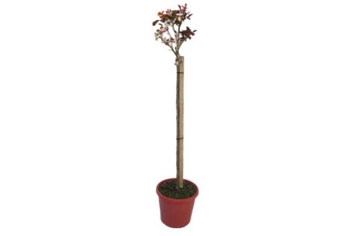 Rose 3ft Standard - Kardinal 250mm Pot (VN)