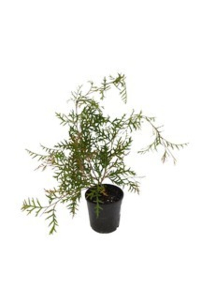Grevillea - Bronze Rambler 150mm Pot (VN)