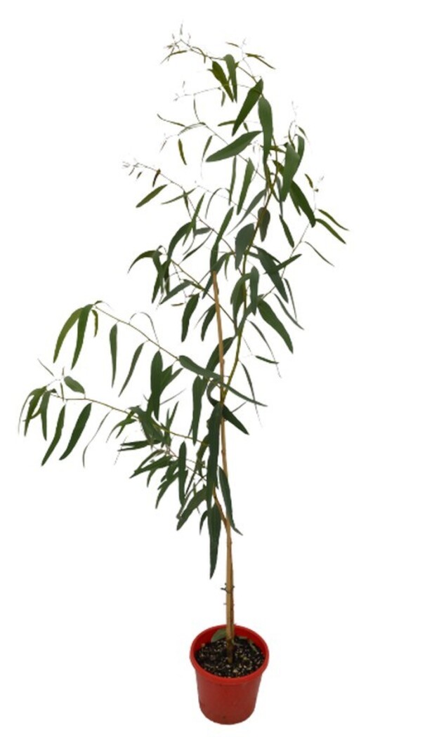Eucalyptus - Hot Threads 200mm Pot (VN)