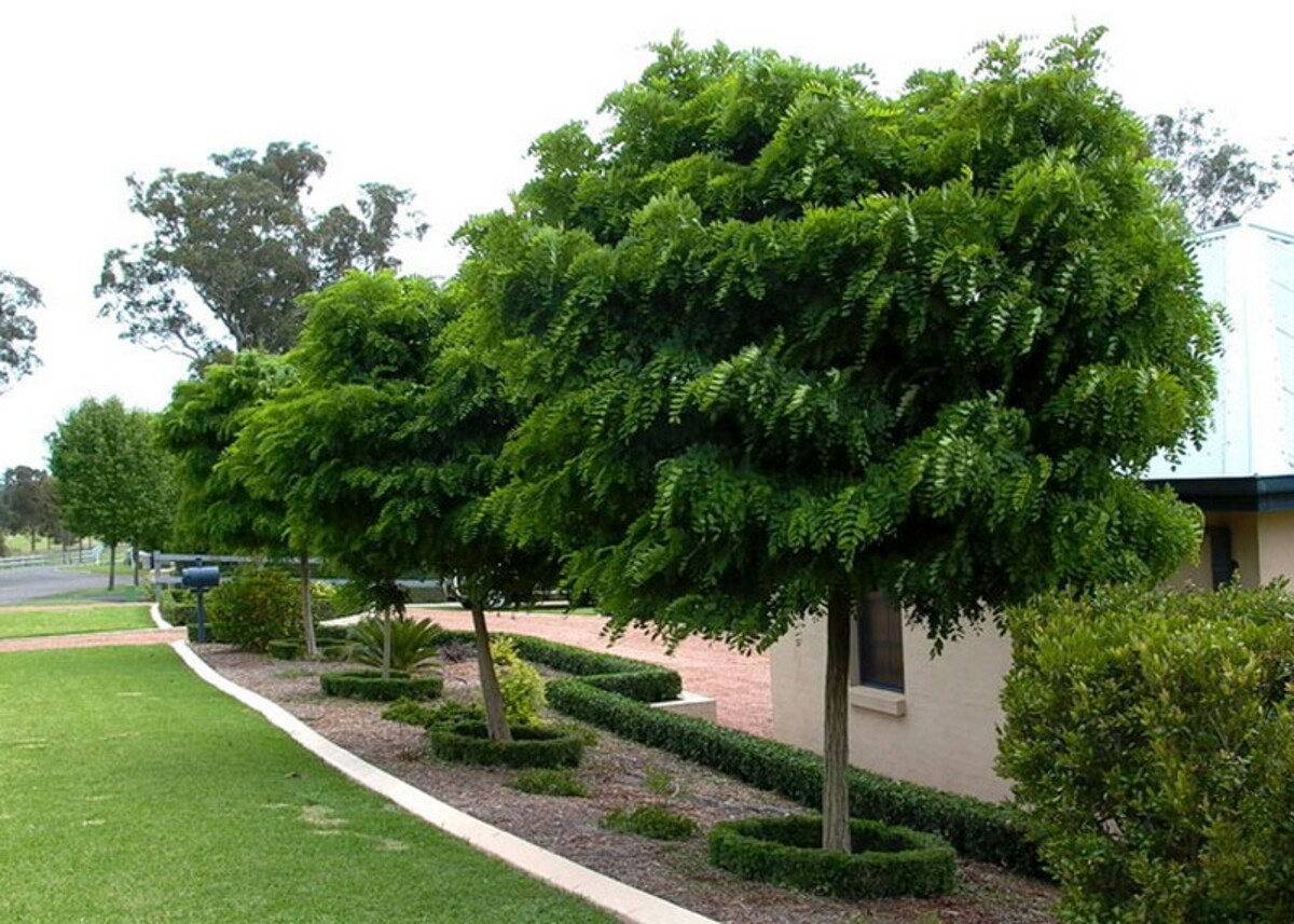 Robinia - Mop Top (Short Graft) 500mm Pot (VN)