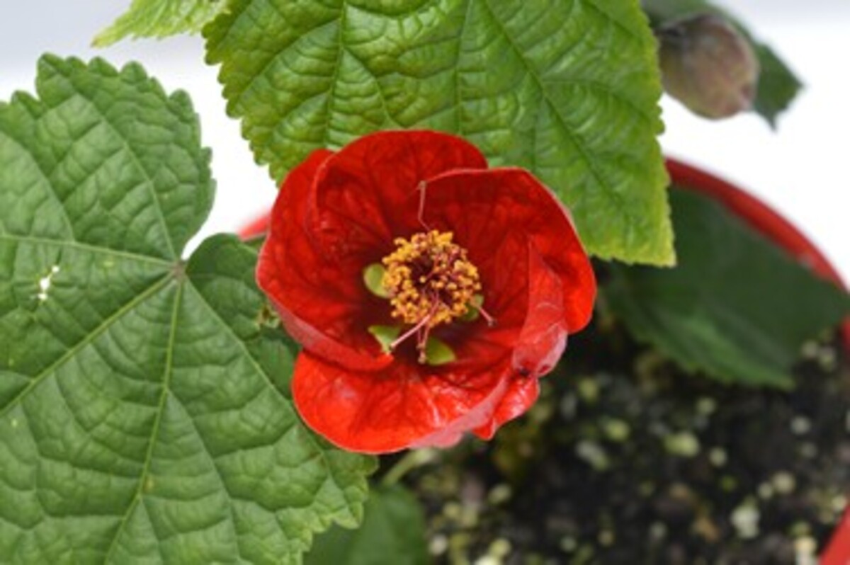 Abutilon - Lucky Lantern Red 150mm Pot (VN)