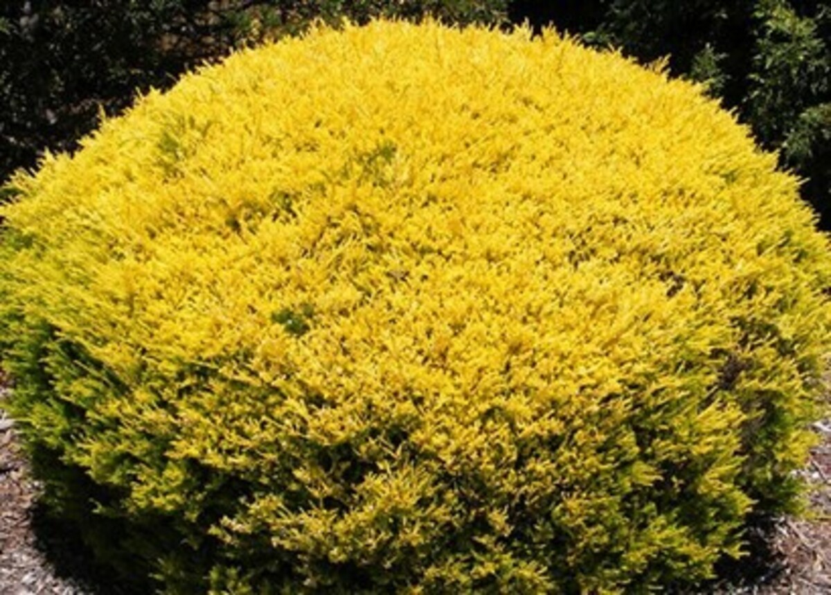 Coleonema Aureum - Golden Diosma 150mm Pot (VN)