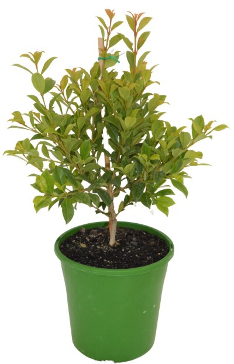 Syzygium - Backyard Bliss 200mm Pot