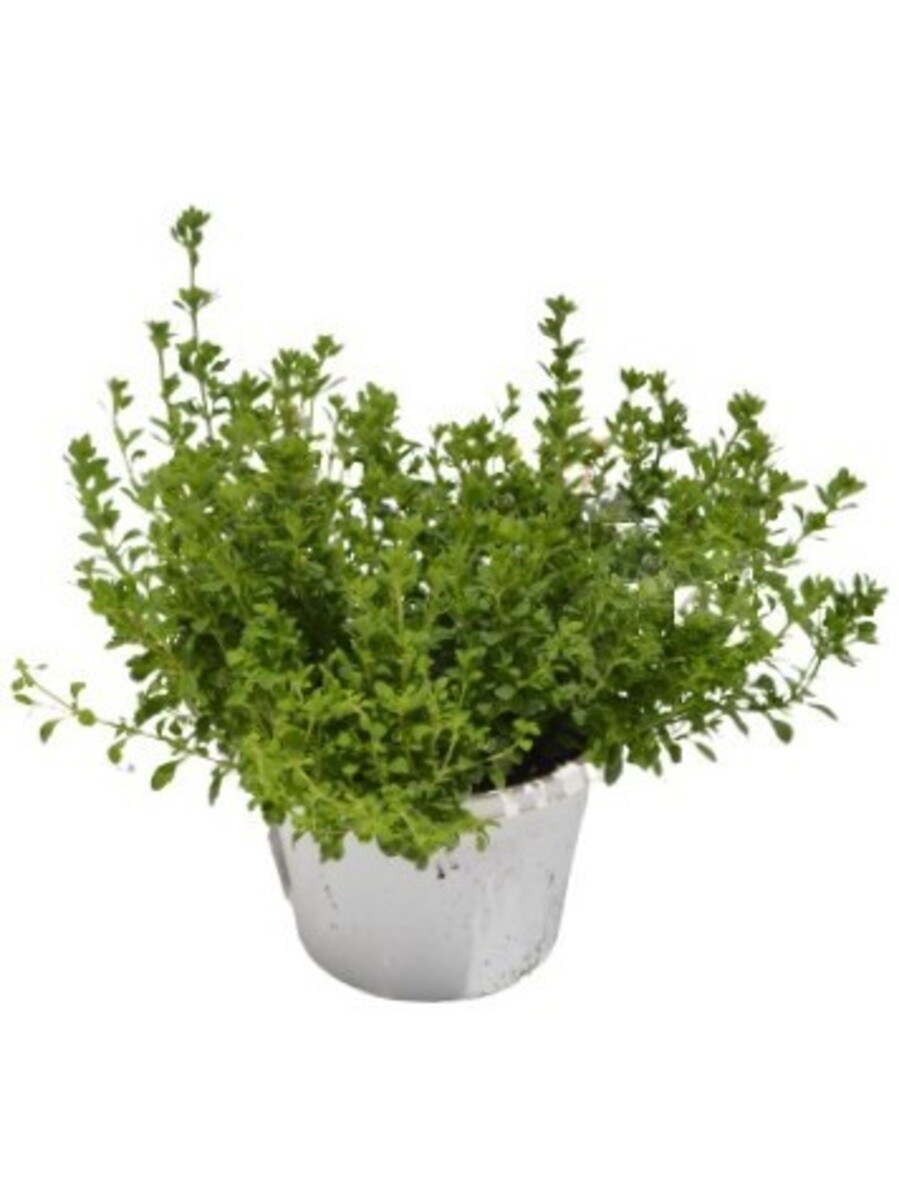 Bacopa - Scopia Gulliver Violet 150mm Pot (VN)