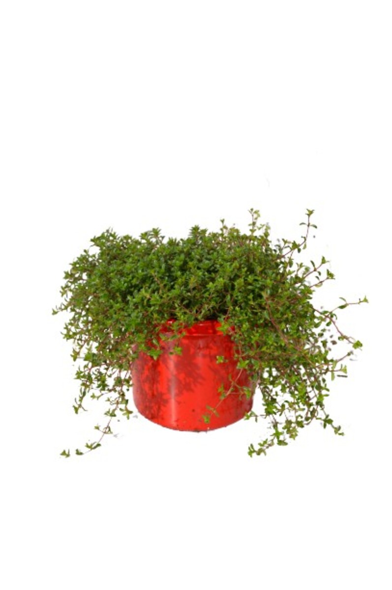 Thyme - Creeping 115mm Pot (VN)