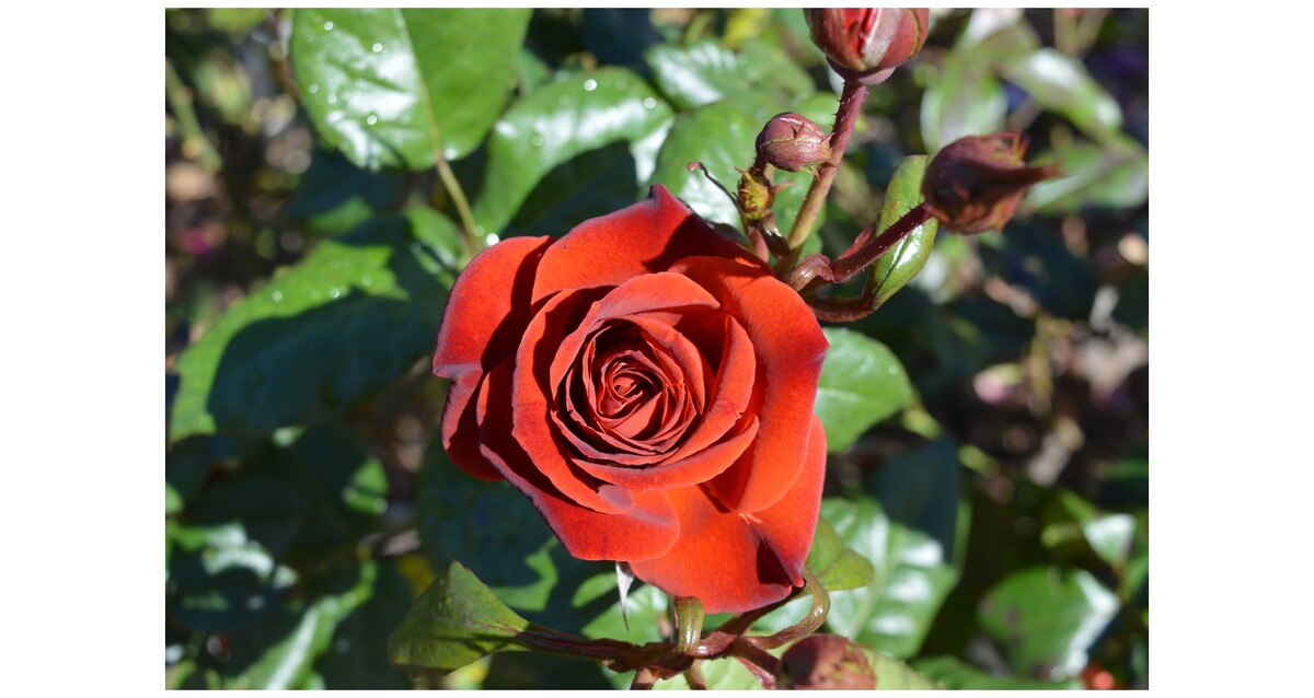 Rose 2ft Patio - Hot Chocolate 250mm Pot (VN)