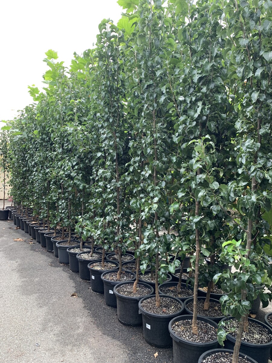 Pyrus - Capital Pear 330mm Pot (VN)