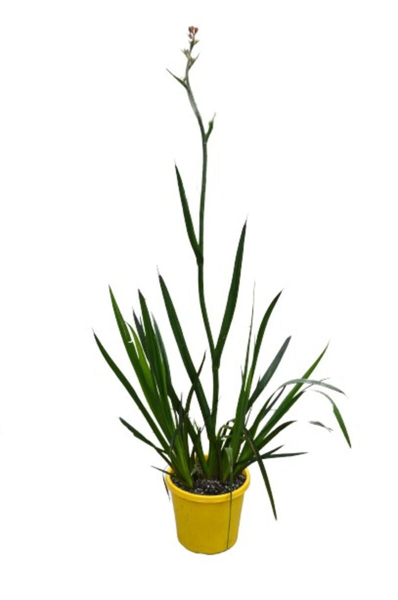 Anigozanthos Landscape Scarlet - Kangaroo Paw 200mm Pot (VN)
