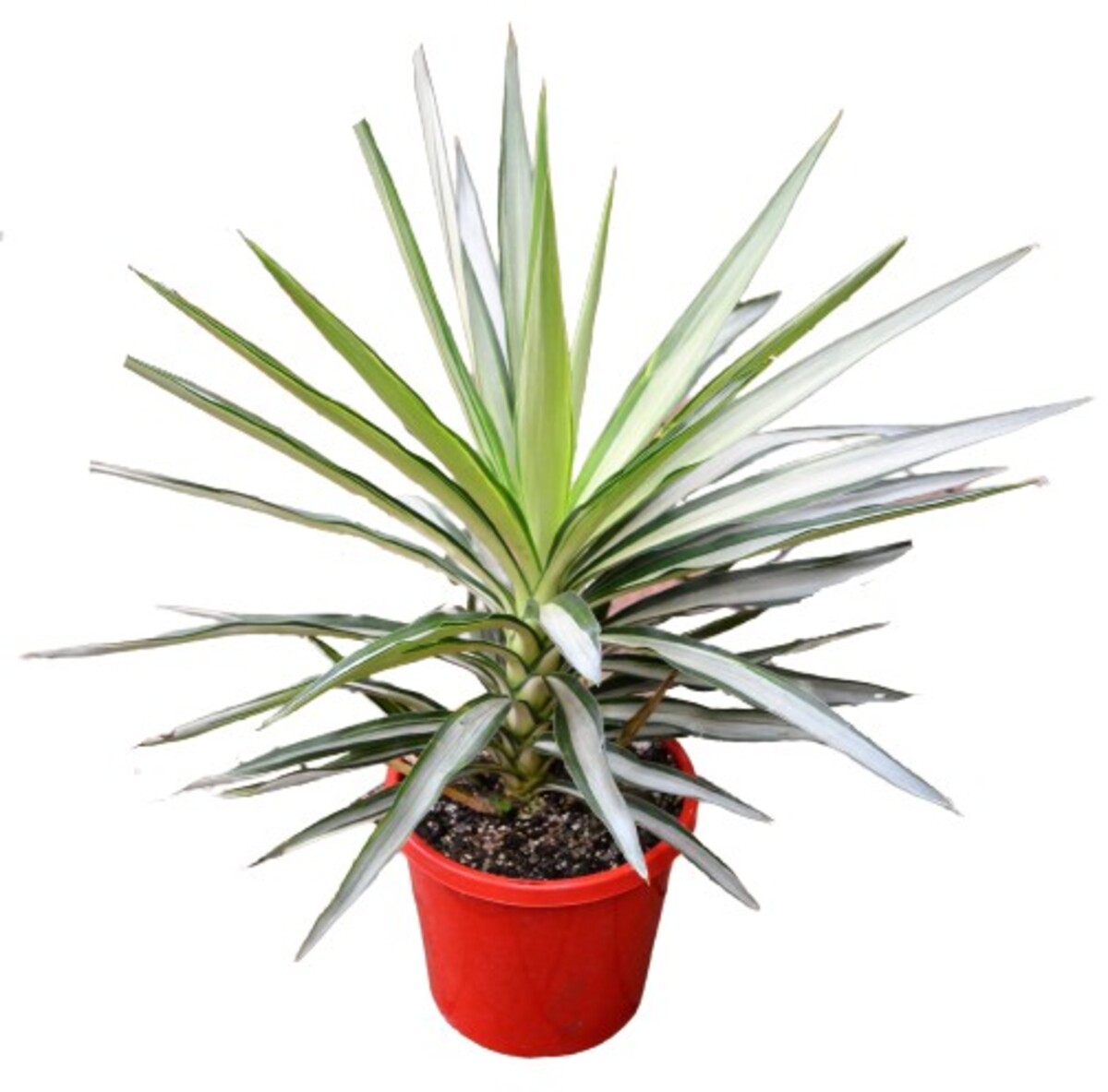Yucca - Silver Star 200mm Pot
